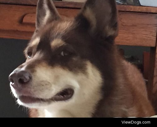 This is Thunder, a 10 year old husky shepherd mix, reacting to…