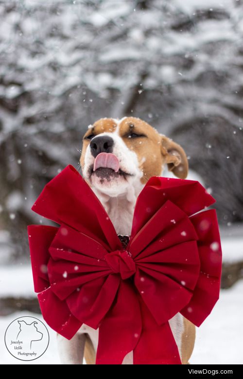 handsomedogs:

Handsomedogs’ Holiday Contest IIIRound 2

These…