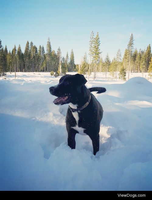 Ares loves Christmas tree hunting and playing in the snow!…