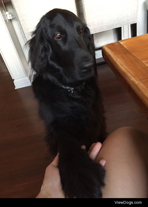 Ranger (flat coated retriever) and Charlie (yellow lab) are the…