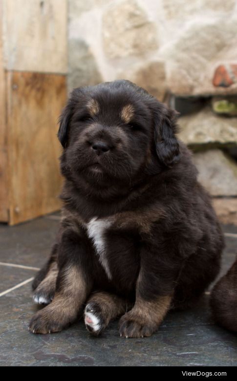 Josh Tsoi | Tibetan Mastiff puppy