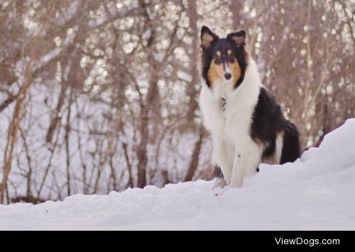 adognamedwillowwand:

SO FLUFF