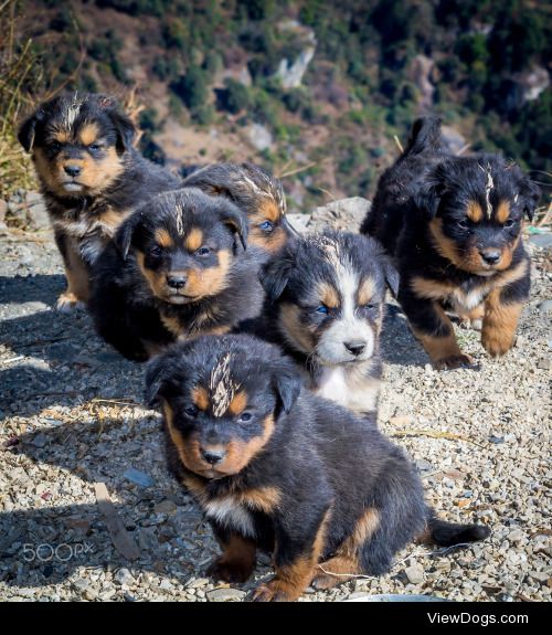 Chockey Dorjee | Mastiff