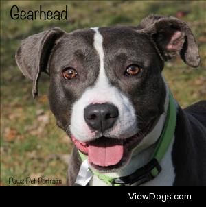 This handsome boy is Gearhead, a 5-or-so year old pit mix…