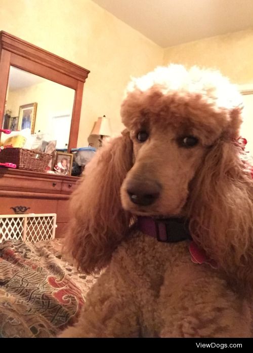 This is Scarlett, a standard poodle. She’s a little judgmental…