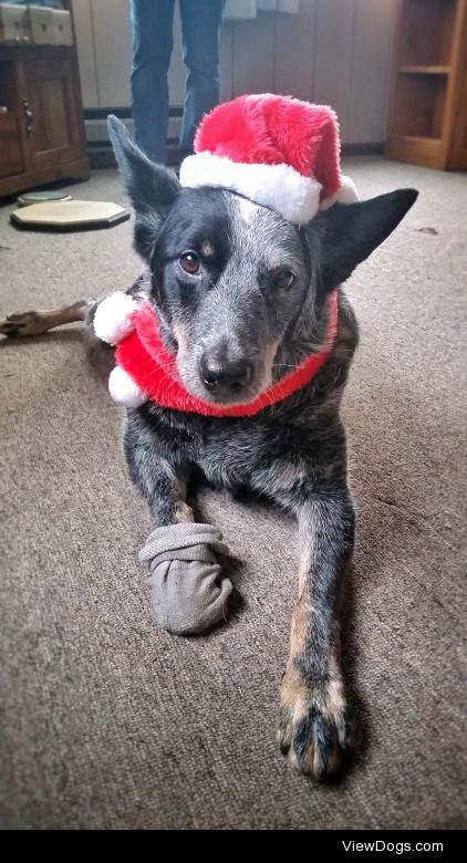 Merry Christmas from Jake the 10yo blue heeler/aussie mix!