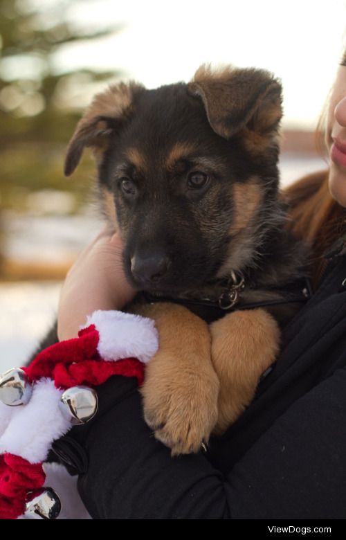 My baby puppy dog Bowzer when he was 8 weeks old. He’s now two…