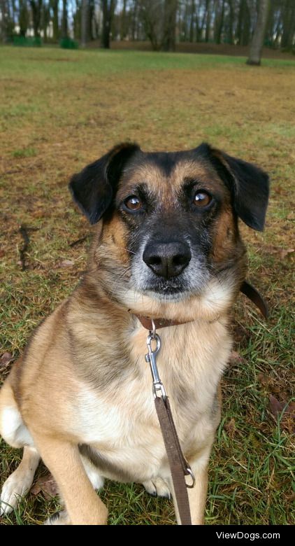 This is Bolek! He’s 10 years old and mixed breed. I had to hold…