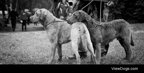 Ada Ślaska | Chesapeake Bay retriever