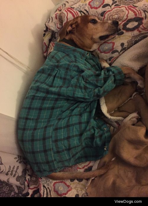 He looked like he was cold so I let him borrow my flannel -…
