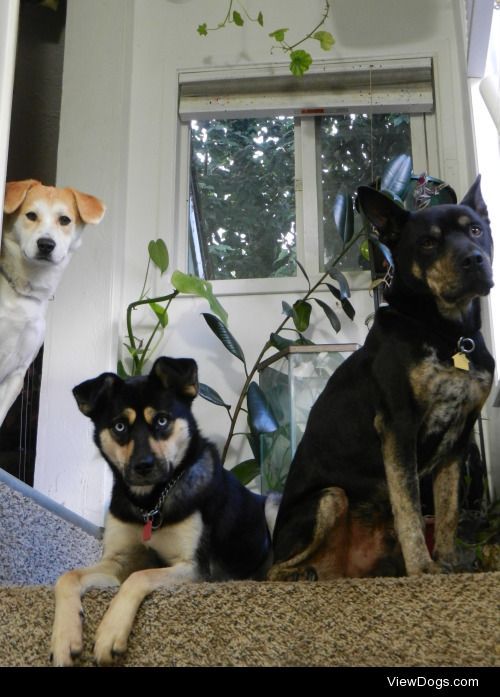 These three are best friends! Comet is a Jindo mix from South…