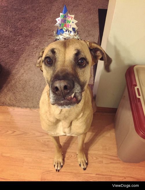 dogsbecausedogs:

We’re ready!

Charlie is ready to p-a-r-t-y