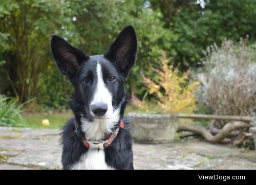 This is Inca – she is a German Shepherd x Border Collie