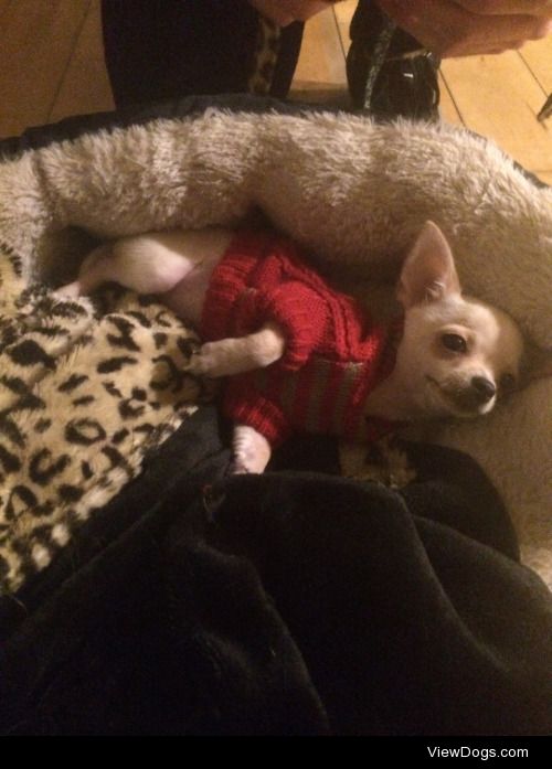 this is my son Teddy. he’s a chihuahua and he is 6 months old…