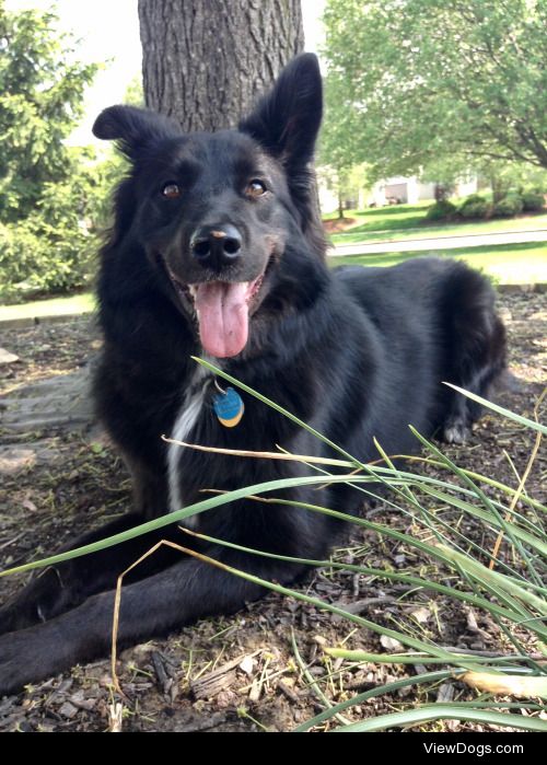 This is Cali (Belgian shepherd/border collie). She enjoys…