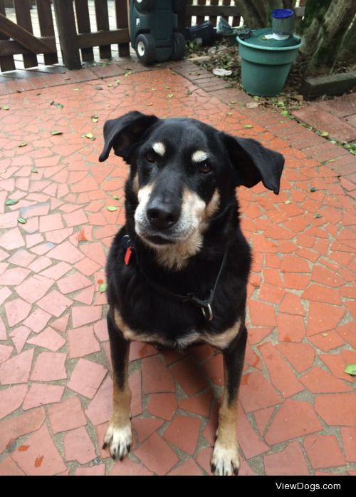 This is Van, a 13 ½ year old lab/rott mix.His face and feet used…