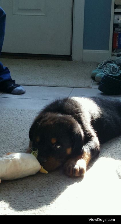 This is Denali! He’s an 8 week old rottweiler that my sister and…