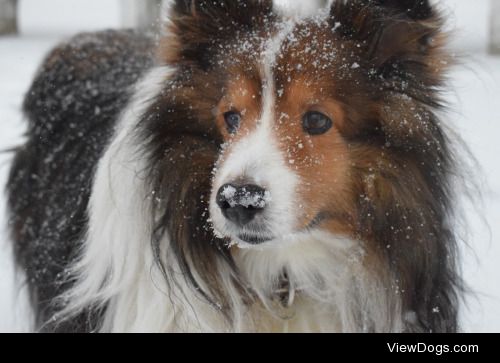 Shakespeare looked particularly handsome today in the snow. He…