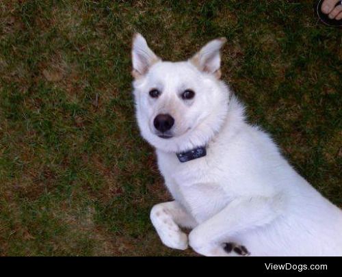 Help! 
Here are the many lovely angles of my Great Pyrenees mix…