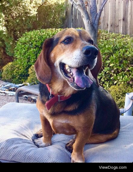 Chester, stoic as always. (Basset hound/labrador mix)