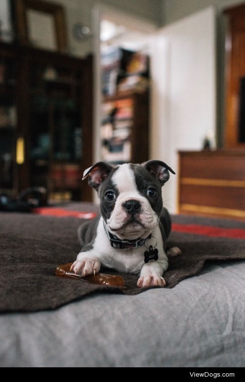 Aesop. 10 week old Blue Boston Terrier. Loves to sleep and…