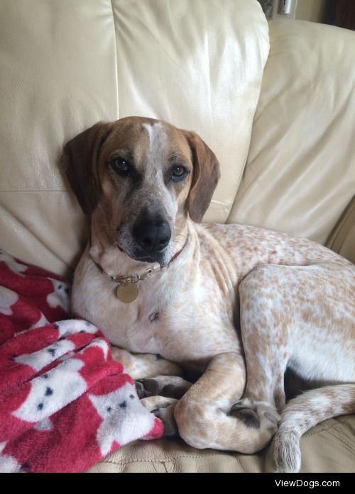 This is Drobek, a Cypriot Pointer X Hound (we think, guesses…