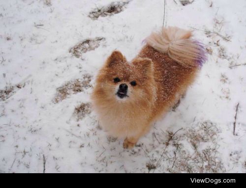 This is Puf Dawg! He is a 9 year old Pomeranian that loves the…