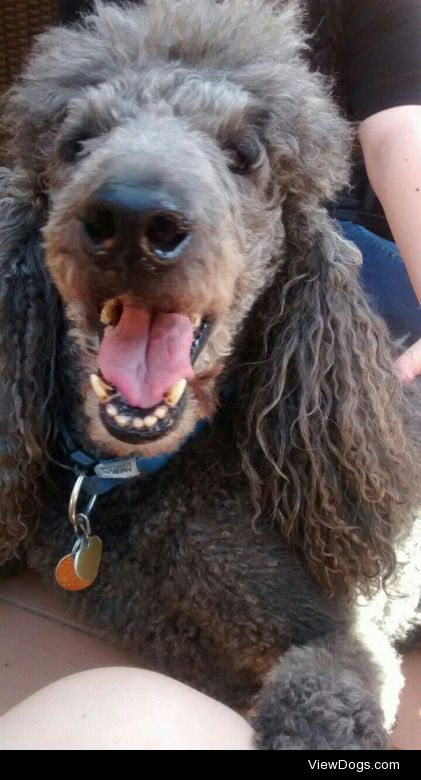 This is my aunt’s poodle Sky!!  He’s 12 now; he still smiles…