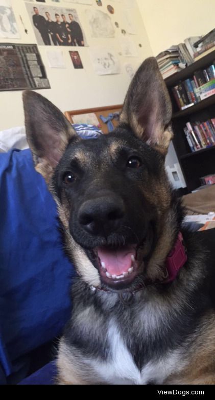 This is Jupiter, an 8 month old German Shepherd who loves…