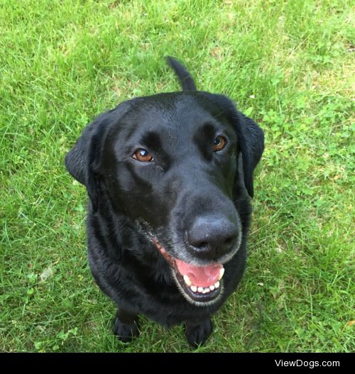 This is Zeke, he’s a 5 year old black lab. He likes long naps on…