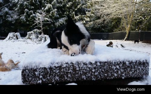 This is Morgan, the 10 month old Border Collie puppy. Her…