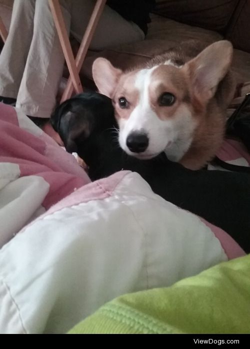 Tilly, a 5 year old Pembroke Welsh Corgi, and Leia, a 1 year old…