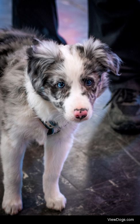 floofwoofboof:

Riot, 9 week old collie