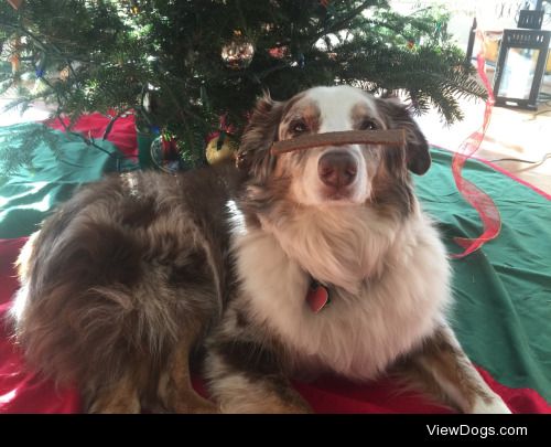 This is my Aussie, Willow. She’s 11 years old and is sitting at…