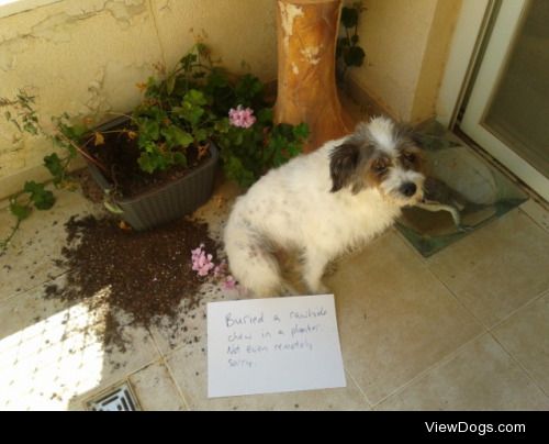 Trifecta Terri

Sign reads: “Buried a rawhide chew in a…