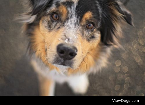 This is Harley! She’s a four year old australian shepherd who…