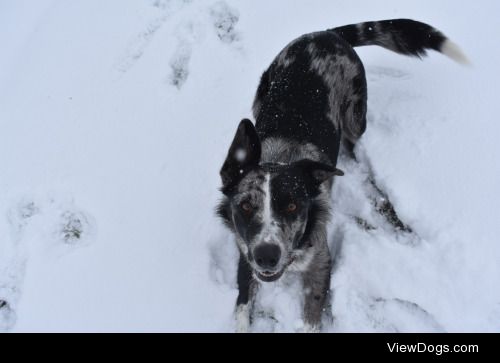 Ozzie (the australian koolie) is probably the only northerner…