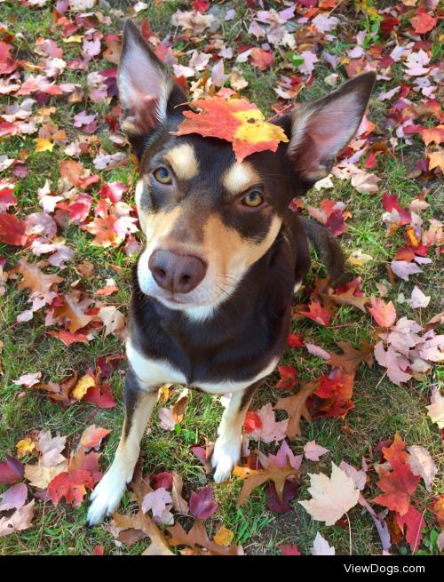 This is Bentley! He is a pure bred Australian Kelpie….