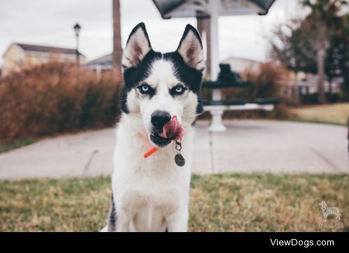 huskyhuddle:Balto on a dreary December day.