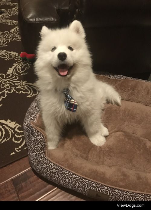 Meet Kipling! My amazing 13 week old Samoyed