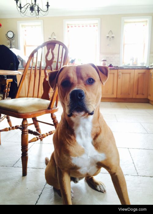 handsomedogs:

Guess the breed(s) 
This is Yogi. He was about 18…