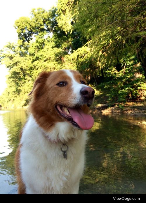 Our rescue border collie, Ruby. In my completely unbiased…