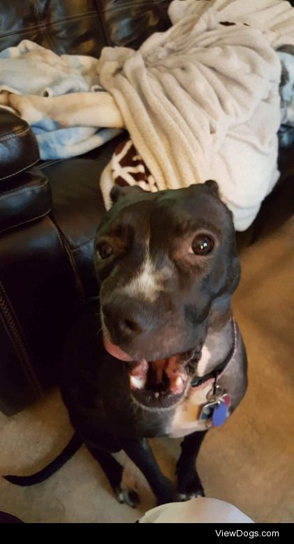 My 2 year old Pit/Boxer mix, Arya. I was on a trip when my…