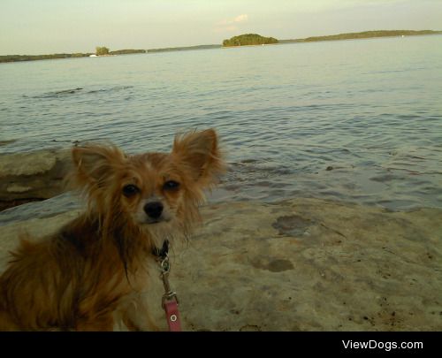 handsomedogs:

Another picture of Bagel at the lake. He jumped…