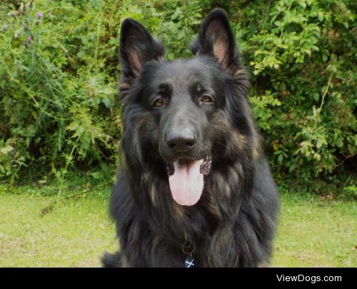 Wallace; long-haired German Shepherd and champion snuggler -…