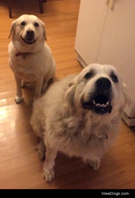 These are my dogs! My Great Pyrenees, Leeta and blonde lab,…
