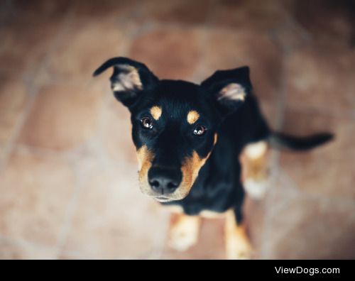 little-fox-adventures:Elara, Kelpie pup