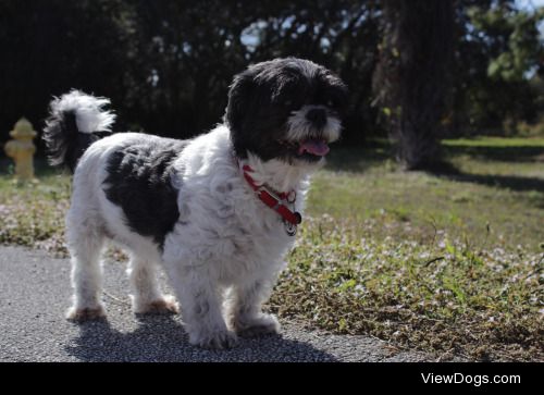 Timmy Baby the Wandering Shih Tzu!