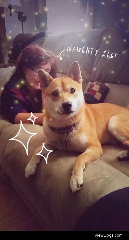 this is Spanky, a 2 y/o purebred Shiba Inu. He likes to steal…