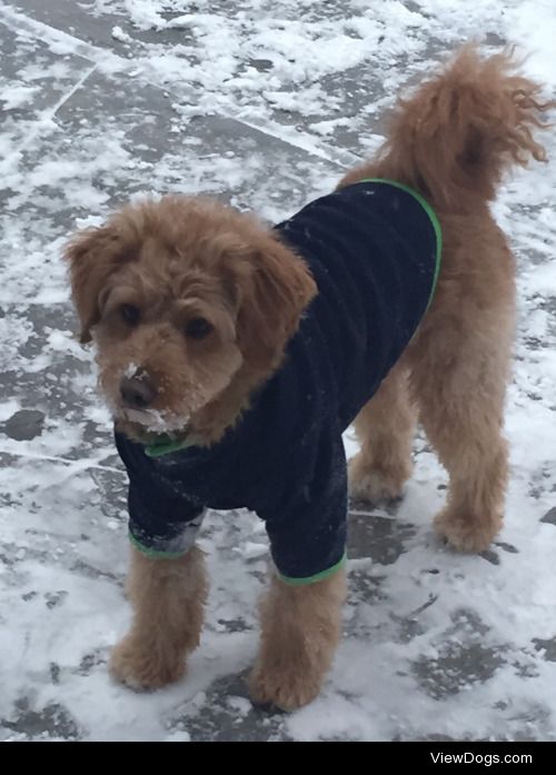 Bella enjoying the snow